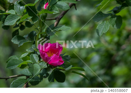 Wild rose hip pink flower blooming on green bush Wild rose hip pink flower blooming on green bush 140358007