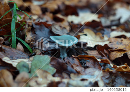 Rare blue green mushroom among wet autumn oak leaves Rare blue green mushroom among wet autumn oak leaves 140358013