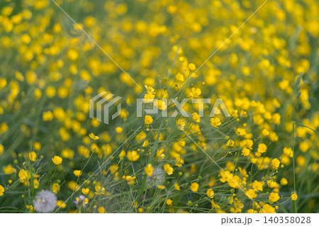 Bright garden scene. Sunlit field with flying seeds. Flowered meadow with floating dandelions ambiance. Pastoral landscape featuring seedheads and playful summer atmosphere Bright garden scene. Sunlit field with flying seeds. Flowered meadow with floating dandelions ambiance. Pastoral landscape featuring seedheads and playful summer atmosphere 140358028