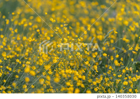Subtle yellow floral motif for branding. Smooth buttercup themed texture with recurring yellow elements ideal for creative branding and seamless pattern creation Subtle yellow floral motif for branding. Smooth buttercup themed texture with recurring yellow elements ideal for creative branding and seamless pattern creation 140358030
