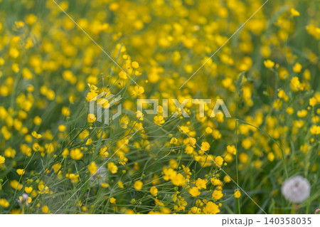 Vast buttercup field under warm light, dense clusters of yellow blooms creating rolling texture and soft horizon, pastoral scene for landscape and sustainable lifestyle projects Vast buttercup field under warm light, dense clusters of yellow blooms creating rolling texture and soft horizon, pastoral scene for landscape and sustainable lifestyle projects 140358035
