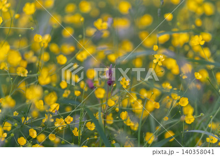 Purple accents in lush field. Vivid meadow with colorful flowers and balanced arrangement. Bright wildflower landscape emphasizing contrast and natural composition 140358041