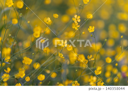 Springtime blooms in gentle hue. Fresh green shoots and delicate blossoms awaken at sunrise. Peaceful countryside scene with lush grass and blooming buds under morning light Springtime blooms in gentle hue. Fresh green shoots and delicate blossoms awaken at sunrise. Peaceful countryside scene with lush grass and blooming buds under morning light 140358044