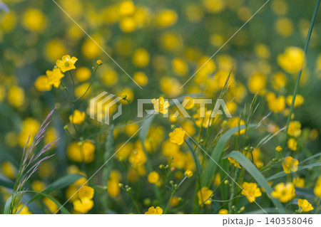Organic backdrop with vibrant yellow flowers and layered greenery. Pattern featuring abundant yellow blossoms and textured stems suitable for branding and visual design Organic backdrop with vibrant yellow flowers and layered greenery. Pattern featuring abundant yellow blossoms and textured stems suitable for branding and visual design 140358046