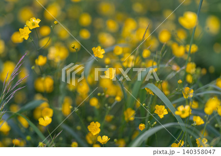 Rich natural habitat featuring lush wildflower growth and grasses. Afternoon sunlight illuminates dense buttercup clusters surrounded by flourishing meadow vegetation Rich natural habitat featuring lush wildflower growth and grasses. Afternoon sunlight illuminates dense buttercup clusters surrounded by flourishing meadow vegetation 140358047