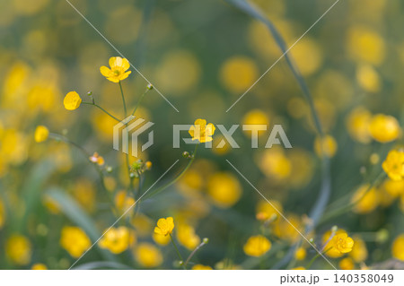 Tranquil blossom with lush greenery. Gentleflower amidst calming leafy environment. Calm and soothing floral depiction featuring single buttercup amid gentle green surroundings Tranquil blossom with lush greenery. Gentleflower amidst calming leafy environment. Calm and soothing floral depiction featuring single buttercup amid gentle green surroundings 140358049