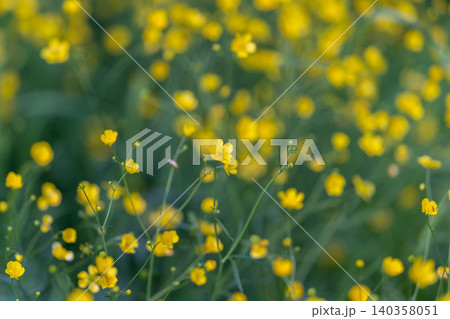 Sunrise illuminates tender flower field. Gentle morning light bathes blooming meadow scene. Peaceful sunrise shining upon delicate blossoms in tranquil field of flowers 140358051