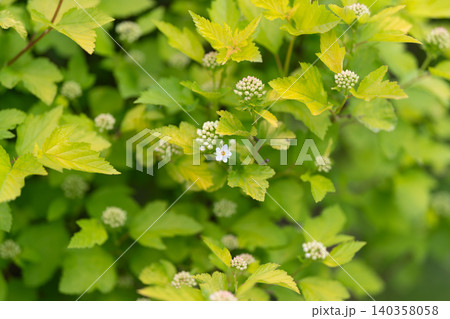 Golden variegated shrub bathed in sunlight, compact leaves and budding white blooms form dense ornamental hedge, bright pastel tones evoke suburban spring renewal 140358058