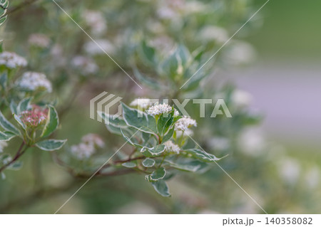 Variegated hedge sprig with tiny flowers near pathway, calm suburban landscaping vibe for real estate, garden planning, and exterior design visuals emphasizing curb appeal Variegated hedge sprig with tiny flowers near pathway, calm suburban landscaping vibe for real estate, garden planning, and exterior design visuals emphasizing curb appeal 140358082
