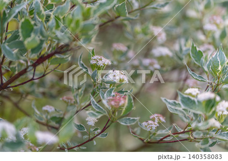 Delicate variegated leaves with pale pink flower clusters, warm summer mood and shallow focus, perfect for cottage garden articles, seasonal greeting visuals, and lifestyle use Delicate variegated leaves with pale pink flower clusters, warm summer mood and shallow focus, perfect for cottage garden articles, seasonal greeting visuals, and lifestyle use 140358083