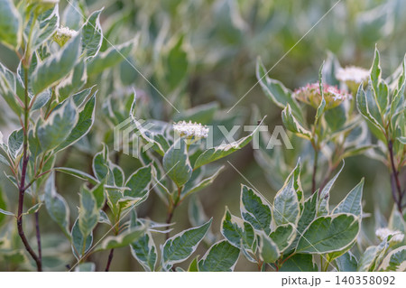 Colorful plant textures provide subtle backdrop for various shoots and displays. Distinctive variegated leaf textures create calming and versatile scenic background environment Colorful plant textures provide subtle backdrop for various shoots and displays. Distinctive variegated leaf textures create calming and versatile scenic background environment 140358092
