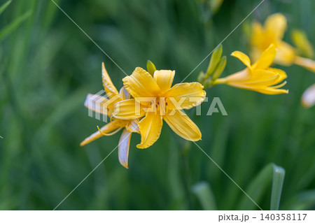 Gentle floral scene. Tranquil meadow with blooming irises captured naturally. Idyllic countryside scene featuring cluster of delicate irises softly illuminated by daylight 140358117