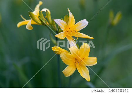 Bright floral scene. Peaceful nature setting highlighting delicate blooming daylilies. Calm garden landscape showcasing vibrant yellow daylilies amidst softfocus greenery Bright floral scene. Peaceful nature setting highlighting delicate blooming daylilies. Calm garden landscape showcasing vibrant yellow daylilies amidst softfocus greenery 140358142