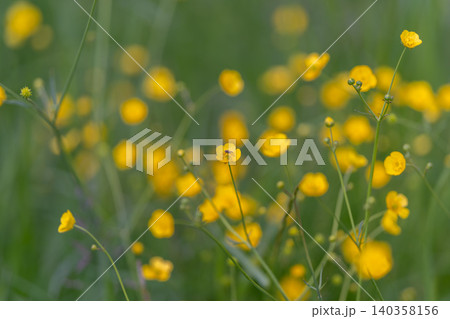 Documenting delicate flower petals. Trace natural textures of herbs carefully. Carefully gathered floral stems to document textures and assist in herbal record keeping 140358156