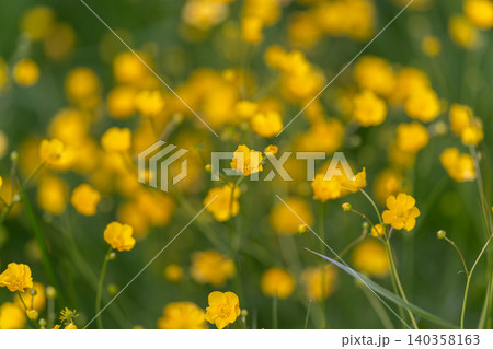 Magnified buttercup with greenery. Scientific view of buttercup petals and stems. High magnification of buttercup flower with focus on stem and background bokeh effects Magnified buttercup with greenery. Scientific view of buttercup petals and stems. High magnification of buttercup flower with focus on stem and background bokeh effects 140358163