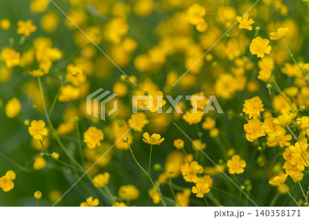 Vivid cluster of blooming buttercups creating striking images. Energetic arrangement of vivid buttercup and crowfoot blooms perfect for bold advertising and branding themes Vivid cluster of blooming buttercups creating striking images. Energetic arrangement of vivid buttercup and crowfoot blooms perfect for bold advertising and branding themes 140358171