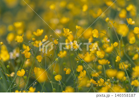 Closeup of buttercup details. Magnified image highlighting buttercup structure. Highresolution close examination capturing intricate veins and petals of buttercup plant Closeup of buttercup details. Magnified image highlighting buttercup structure. Highresolution close examination capturing intricate veins and petals of buttercup plant 140358187