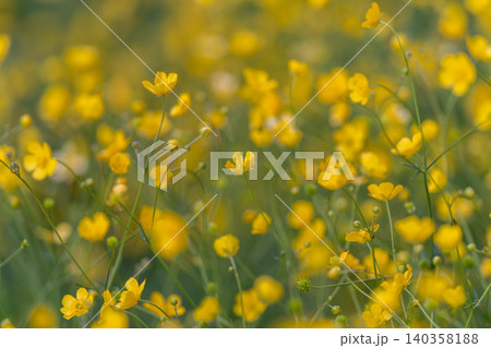 Nostalgic buttercup roadside swaying in breeze, soft pastoral composition of tiny crowfoot blooms, warm tones and calm atmosphere for editorial or lifestyle storytelling 140358188