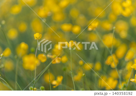 Buttercup meadow bathed in sunlight, shallowfocus field of tiny yellow crowfoot blossoms, airy bokeh and delicate stems leaning in breeze for gentle floral mood Buttercup meadow bathed in sunlight, shallowfocus field of tiny yellow crowfoot blossoms, airy bokeh and delicate stems leaning in breeze for gentle floral mood 140358192