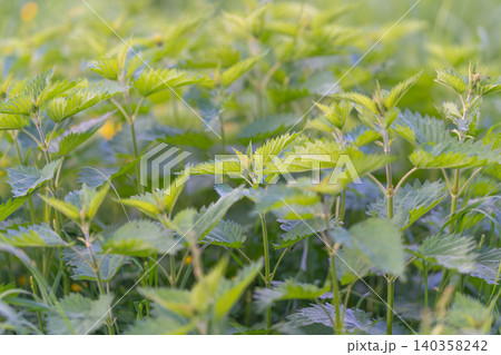 Bright green foliage. Glowing leaves with vivid veins. Sunlit nettle leaves shimmer with warm tones. Backlit leafy greens displaying translucent veins and vibrant colors 140358242
