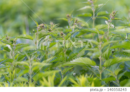 Natural herbal remedy scene. Rustic setting with edible plant associations. Rustic natural scene showcasing medicinal herbs related to health and foraging traditions 140358243