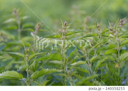 Closeup of flowering nettle with detailed pollen and flower clusters. Exquisite detailed depiction highlighting tiny clustered flowers and pollen grains in nettle plant 140358253