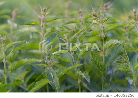 Morning botanical scene. Soft focus macro of morning glistening green foliage. Detailed view capturing dew drops on serrated leaves during early morning sunlight Morning botanical scene. Soft focus macro of morning glistening green foliage. Detailed view capturing dew drops on serrated leaves during early morning sunlight 140358256
