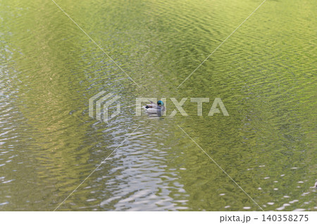 Mallard duck alone on pond surrounded by shimmering green reflections, soft ripples radiating outward, distant shoreline blurred, calm midday light, peaceful wildlife solitude Mallard duck alone on pond surrounded by shimmering green reflections, soft ripples radiating outward, distant shoreline blurred, calm midday light, peaceful wildlife solitude 140358275