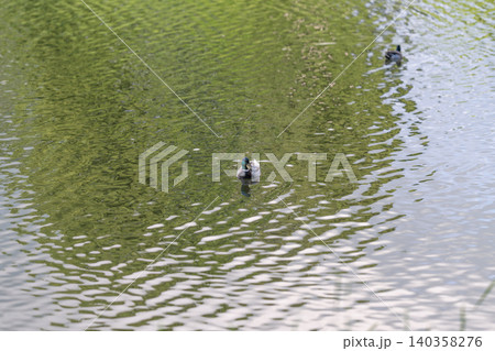Birds glide peacefully. Graceful fowl drift on water. Silent water birds move peacefully today. Calm pond hosts gentle feathered creatures floating quietly around 140358276