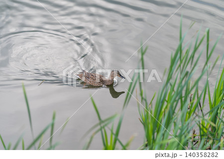 Duck on lake. Solitary duck in calm water. Isolated mallard drifting across reflective pond. Single duck swimming peacefully on tranquil reflective lake surface Duck on lake. Solitary duck in calm water. Isolated mallard drifting across reflective pond. Single duck swimming peacefully on tranquil reflective lake surface 140358282