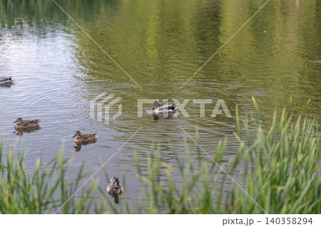 Ducklings guided amidst shimmering water. Drake shepherds tiny ducklings through peaceful wetlands. Protective mother duck leads her small group across calm water 140358294