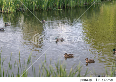 Gently floating mallards beneath lush green reflections and tranquil sky. Calm mallards drift silently across mirrorlike water reflecting green reeds and cloud highlights Gently floating mallards beneath lush green reflections and tranquil sky. Calm mallards drift silently across mirrorlike water reflecting green reeds and cloud highlights 140358296