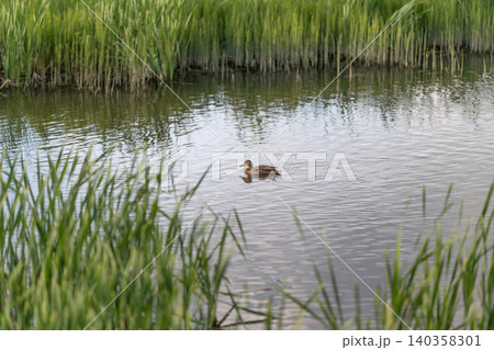 Mallard ducklings swimming. Juvenile mallards glide amidst flora. Young ducks paddle near reeds with gentle ripples. Ducklings swim calmly among plants under sunny summer skies Mallard ducklings swimming. Juvenile mallards glide amidst flora. Young ducks paddle near reeds with gentle ripples. Ducklings swim calmly among plants under sunny summer skies 140358301