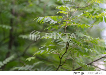 Fresh green leaves on delicate forest branch with soft bokeh background 140358306