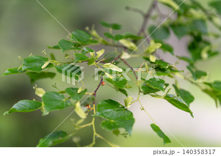 Slender birch branch with fresh green leaves and tiny buds in soft daylight Slender birch branch with fresh green leaves and tiny buds in soft daylight 140358317