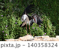 Black Stork (Ciconia nigra) 140358324