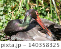 Black Stork (Ciconia nigra) 140358325
