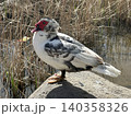 Muscovy duck (Cairina moschata) next to the pond 140358326