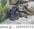 Pit vipers, known as rattlesnakes or rattlers (Crotalus) 140358328