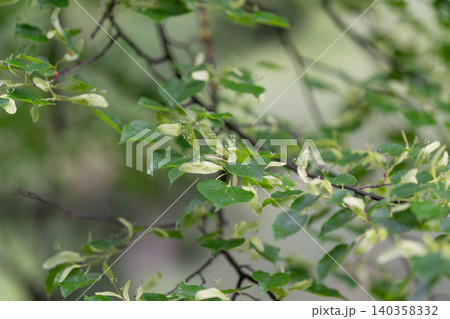 Slender green branches with fresh leaves and tiny buds Slender green branches with fresh leaves and tiny buds 140358332