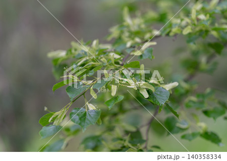 Close-up green leafy branch with tiny buds against soft natural background Close-up green leafy branch with tiny buds against soft natural background 140358334