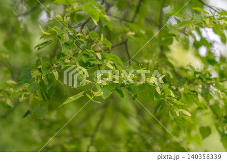 Green tree branch with fresh leaves and tiny pale green flowers in soft natural light 140358339