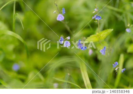 Small blue wildflowers among green grass in soft natural light Small blue wildflowers among green grass in soft natural light 140358346