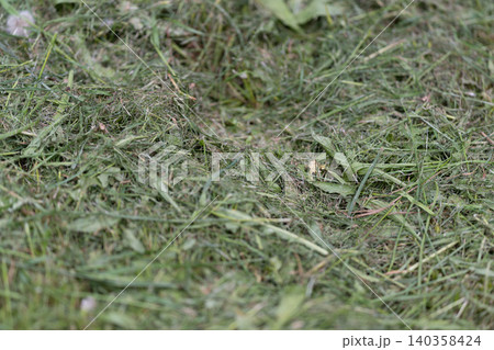Close-up of freshly cut grass and clippings on a lawn surface 140358424