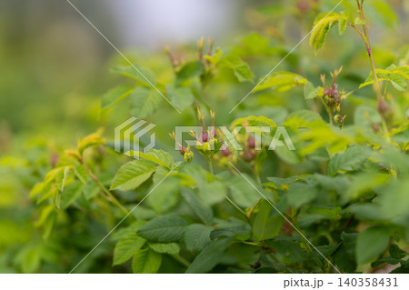Green flowering shrub with soft-focus background Green flowering shrub with soft-focus background 140358431