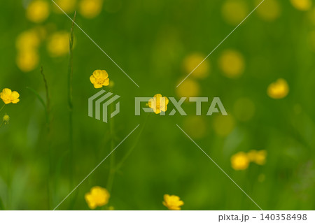 Yellow meadow flowers on green grassy background Yellow meadow flowers on green grassy background 140358498