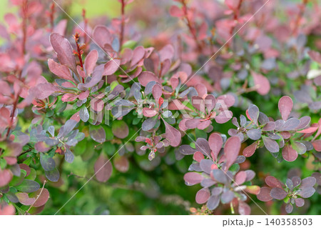 Close-up of dew-covered pink and green shrub leaves in soft morning light Close-up of dew-covered pink and green shrub leaves in soft morning light 140358503