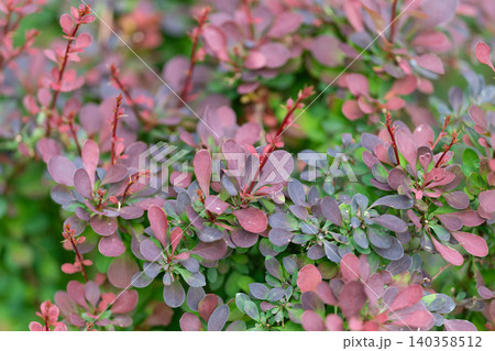 Close-up of pink and green ornamental shrub foliage with dewdrops 140358512