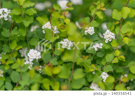 White spirea blossoms on green shrub with soft natural light White spirea blossoms on green shrub with soft natural light 140358541