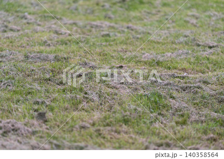 Close-up of patchy grassy field with dried clumps and green shoots Close-up of patchy grassy field with dried clumps and green shoots 140358564
